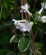 Variegated Stephanotis, Floradora, Madagascar Jasmine, Stephanotis floribunda 'Variegata', S. jasminoides